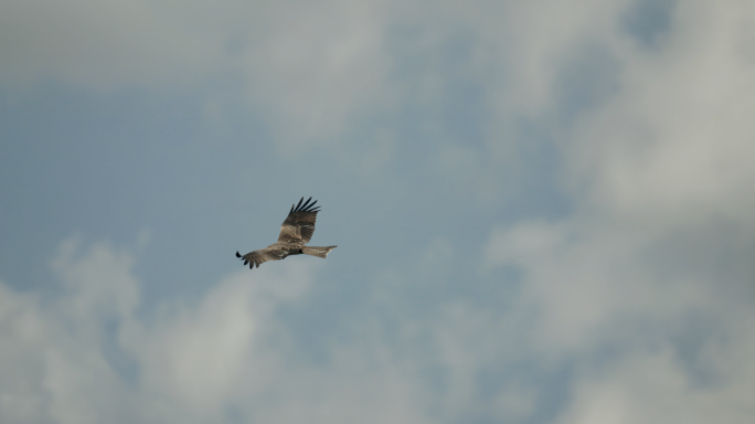 【4K】鹰击长空，苍鹰飞翔