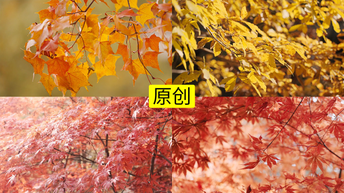 秋天的枫叶红叶4K