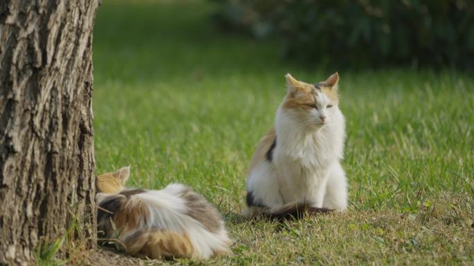 小憩的猫，特写升格镜头，流浪猫，城市草地
