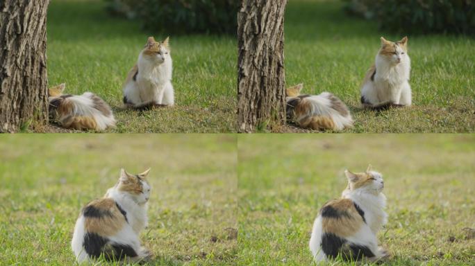 小憩的猫，特写升格镜头，流浪猫，城市草地