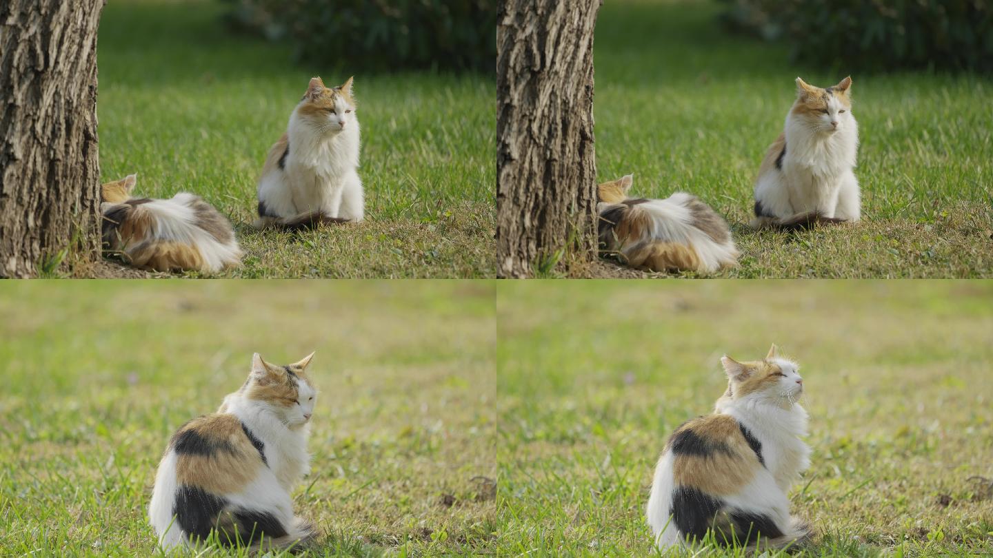 小憩的猫，特写升格镜头，流浪猫，城市草地