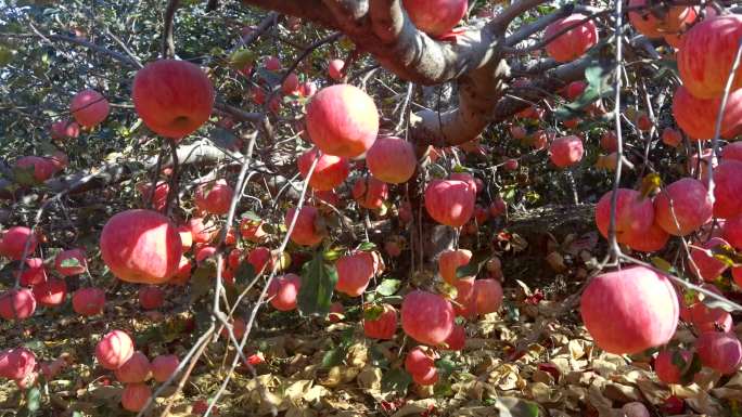 苹果 红苹果 苹果园 苹果熟了