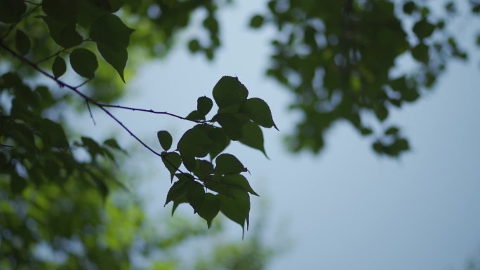 高清可升格树叶移动空镜头