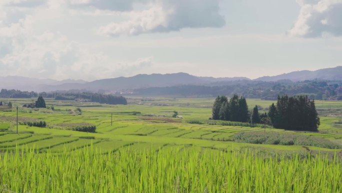 夏田