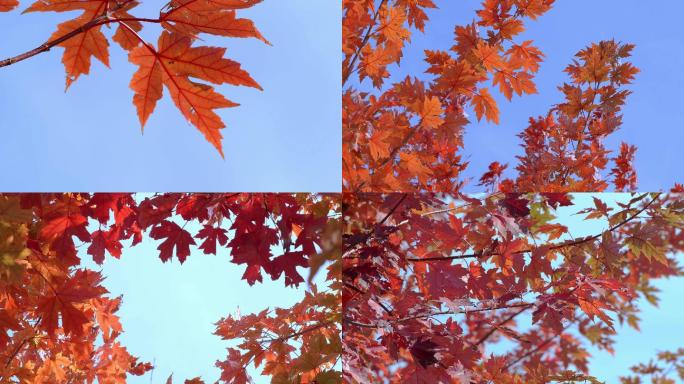 秋天的红叶4K