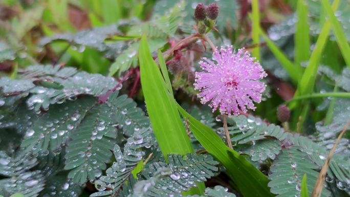 野花植物露水露珠叶子绿叶草地花瓣