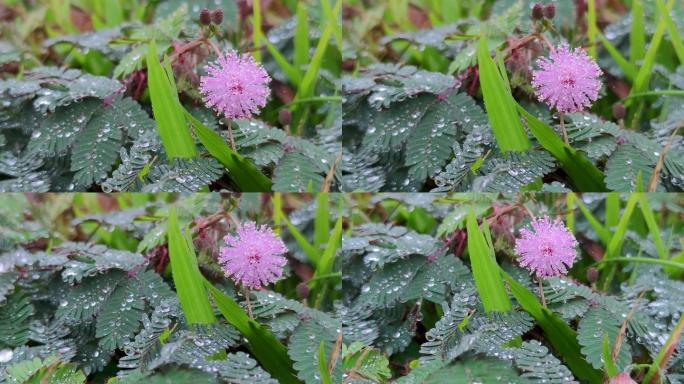 野花植物露水露珠叶子绿叶草地花瓣