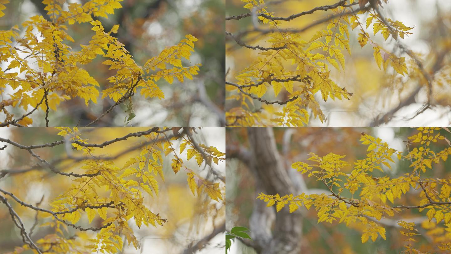 秋意北京金秋枯黄的树叶-秋天环境空镜