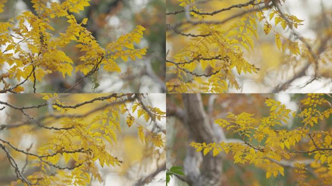 北京金秋枯黄的树叶-秋天环境空镜