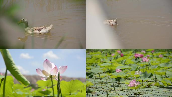 荷花 鸭子