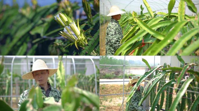 种植采摘火龙果