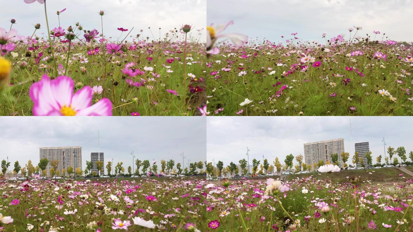 宣传片花海素材