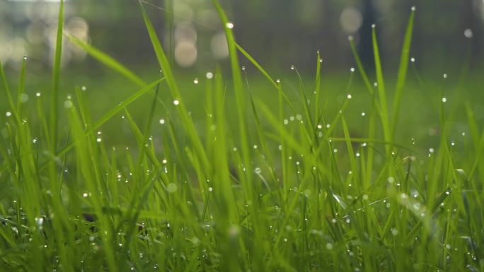 4k雨后得植物