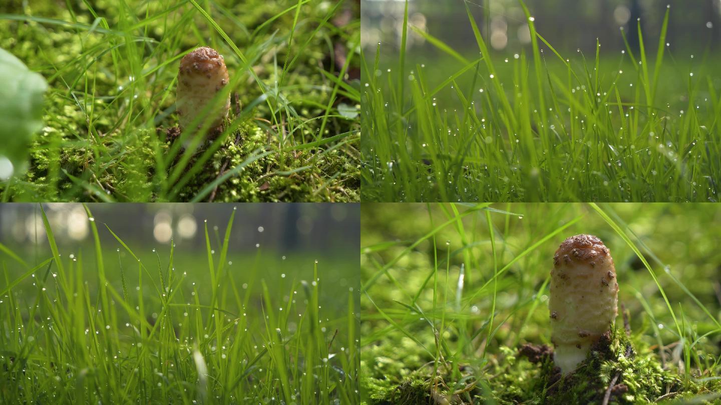 4k雨后得植物