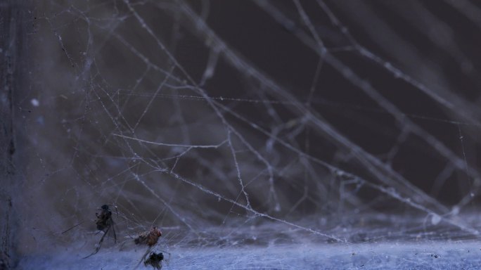 废弃房屋窗角的蜘蛛网