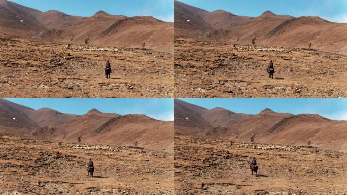 西藏 羊群 放牧 高原 航拍
