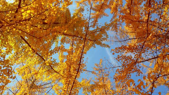 秋色美景深秋的银杏林