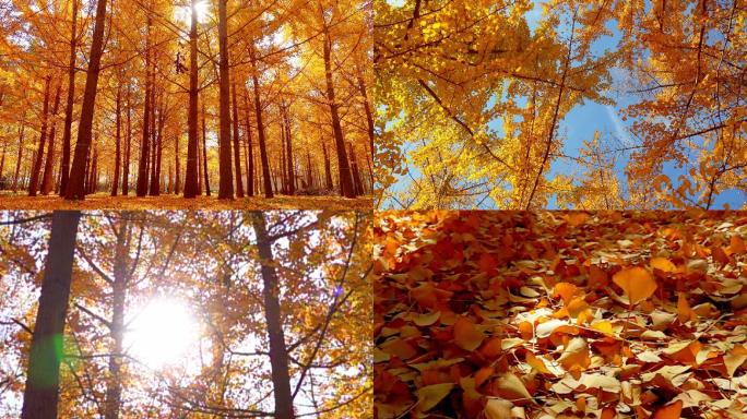 秋色美景深秋的银杏林