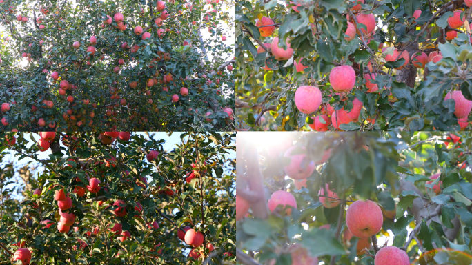 苹果-苹果树-果园红苹果