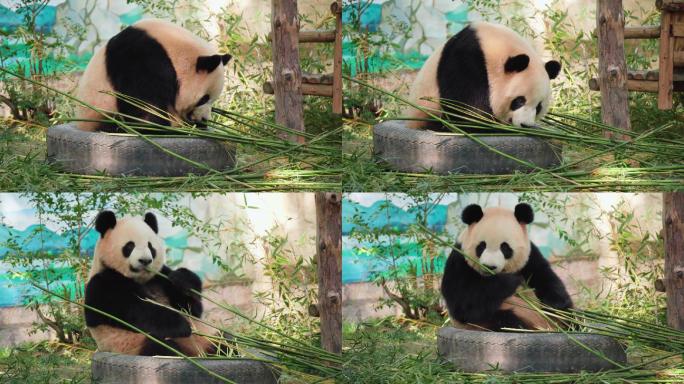 上海野生动物园大熊猫