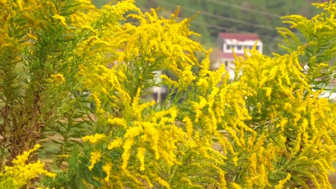 一枝黄花