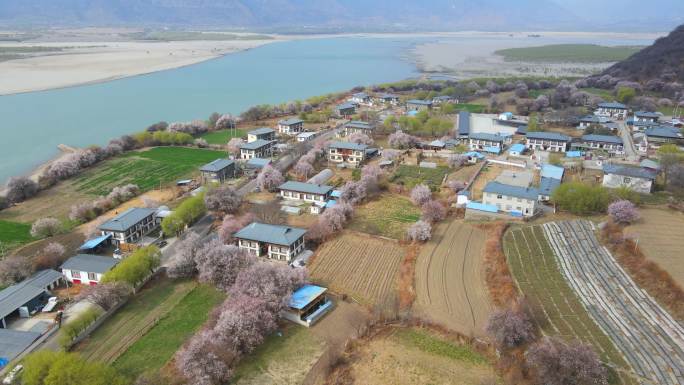 航拍西藏林芝雅鲁藏布江畔的野生桃花