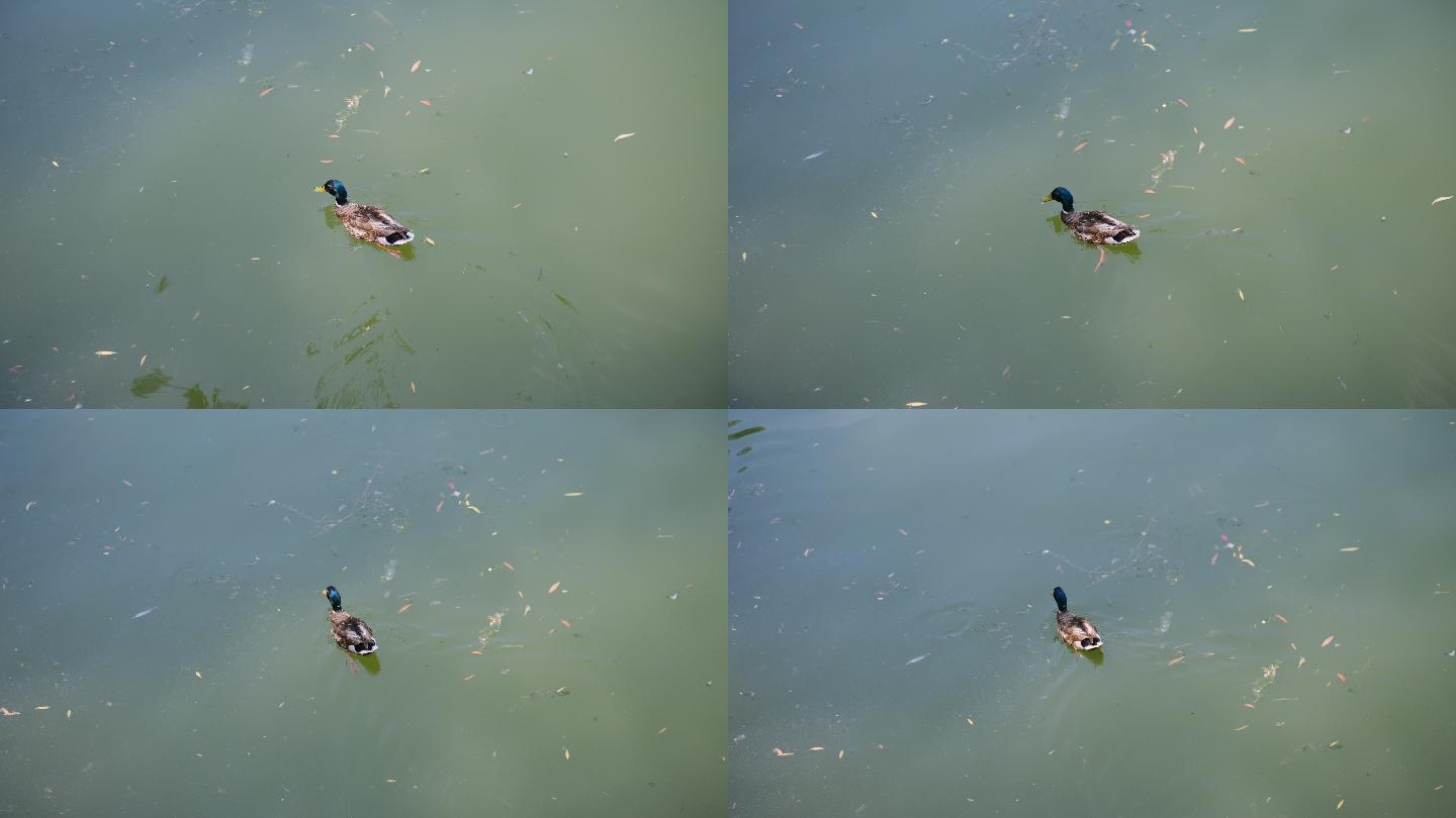 水里的鸳鸯 野鸭