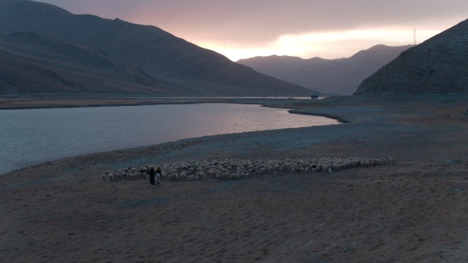 羊群航拍 西藏 羊湖 羊卓雍措 山南
