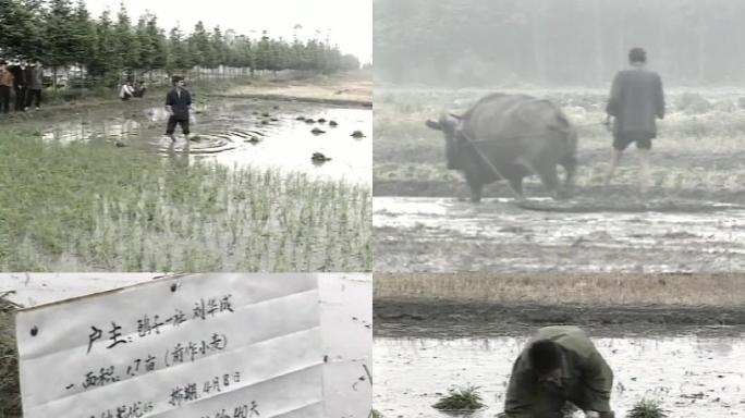 90年代种植水稻