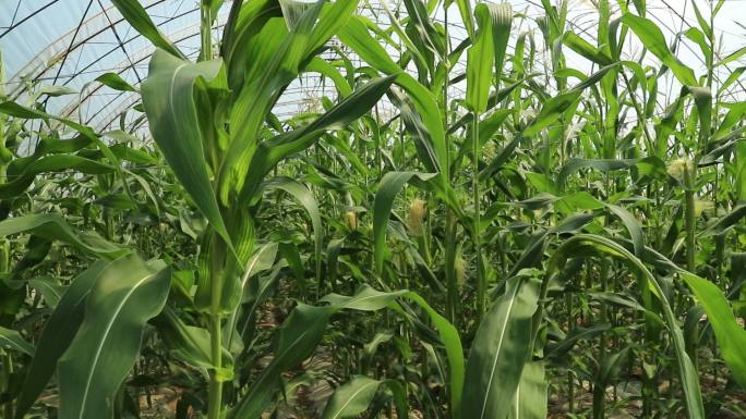 玉米 农业 丰收 棚膜 种植