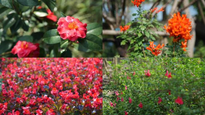 4K茶梅 大自然花朵 蝴蝶 花园