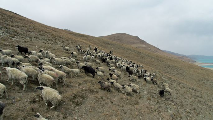 西藏羊湖羊群