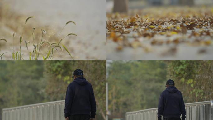 北京秋天，枯黄的树叶，一个人行走背影