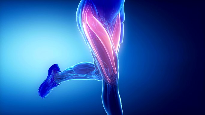 大腿肌肉-腿部肌肉解剖分析