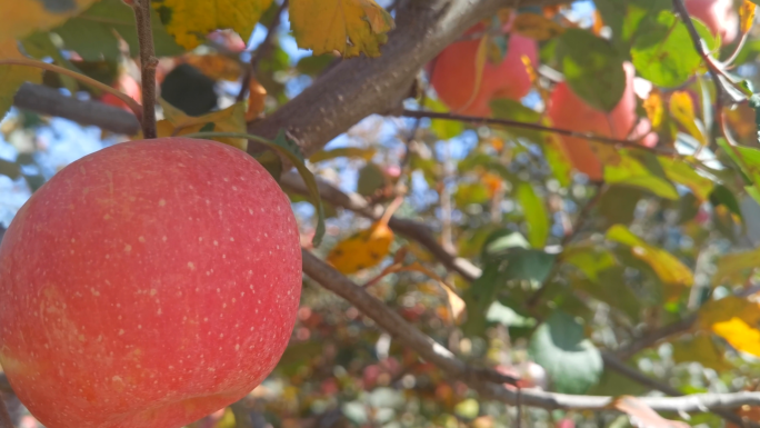苹果 苹果树 苹果成熟 红富士