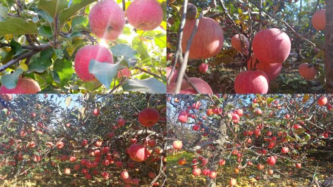 苹果 苹果树 苹果成熟 红富士