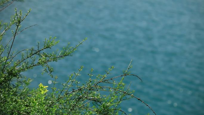 蓝色的江面上江边长满了绿色的植物春意盎然