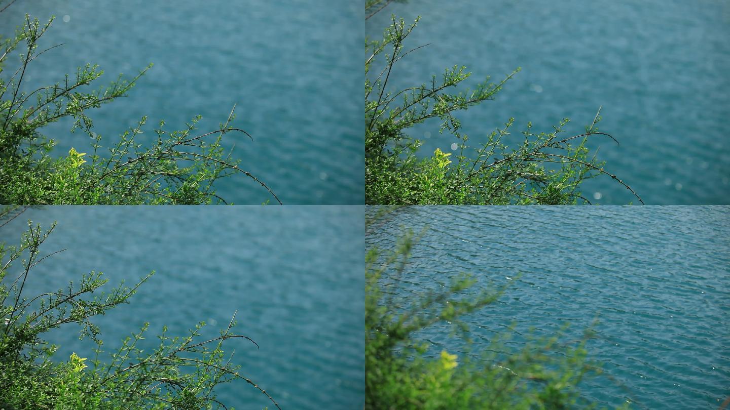 蓝色的江面上江边长满了绿色的植物春意盎然