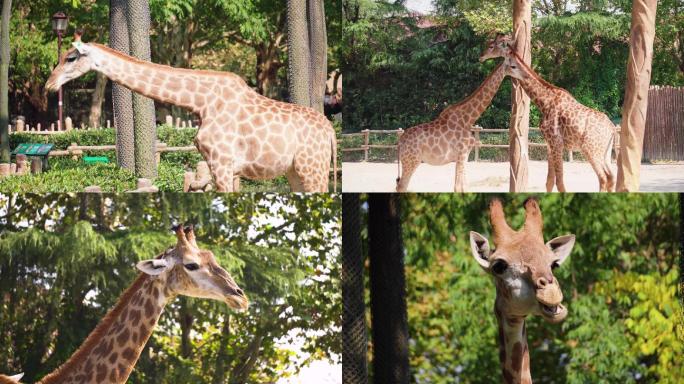 上海野生动物园长颈鹿