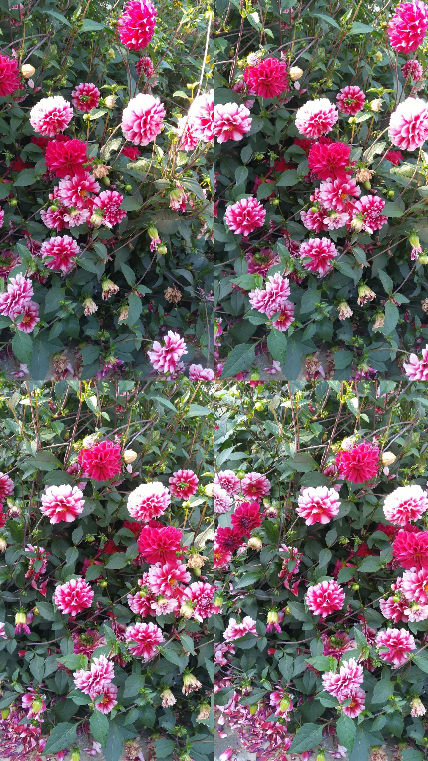开放的大理花花朵4K实拍视频