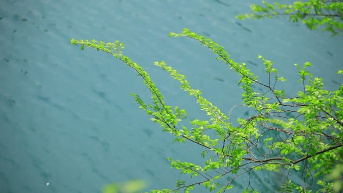 蓝色水面上嫩绿色的枝叶相互映衬