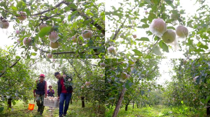 4K苹果园的果树上挂满苹果