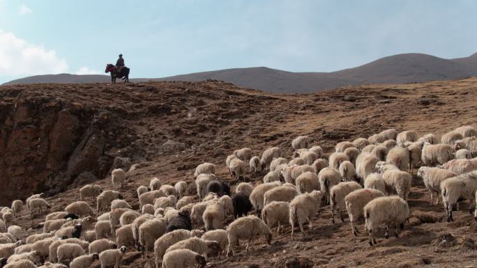 西藏羊湖骑马航拍