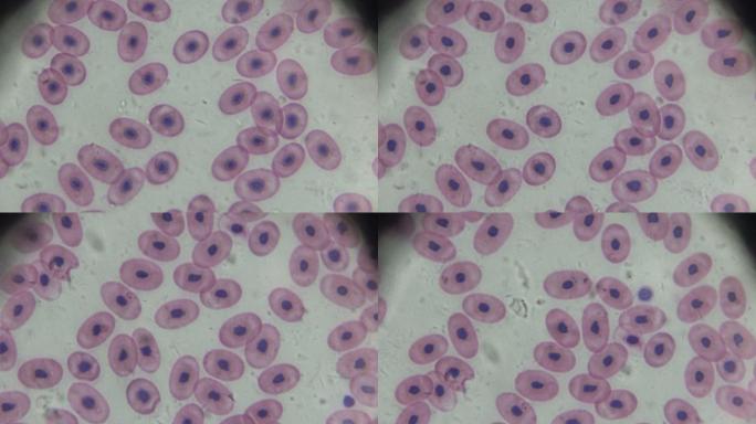 显微镜下蛙血涂片医疗保健和医学科学显微照