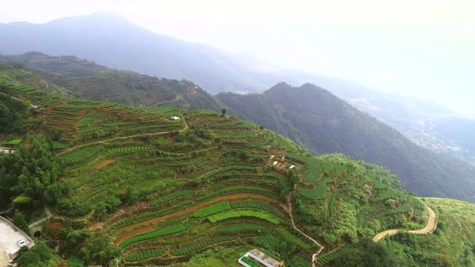 航拍厦门同安白礁村茶山