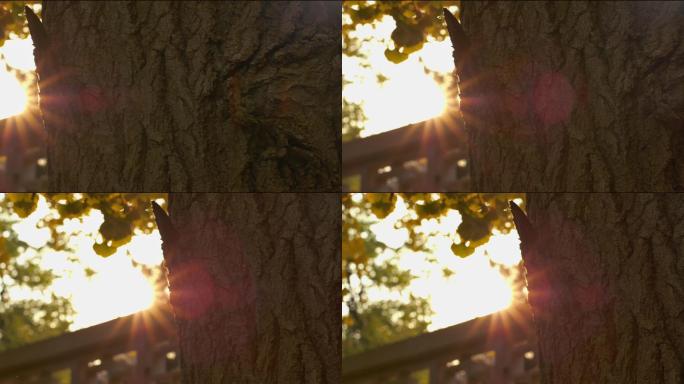 阳光逆光树干4k实拍素材