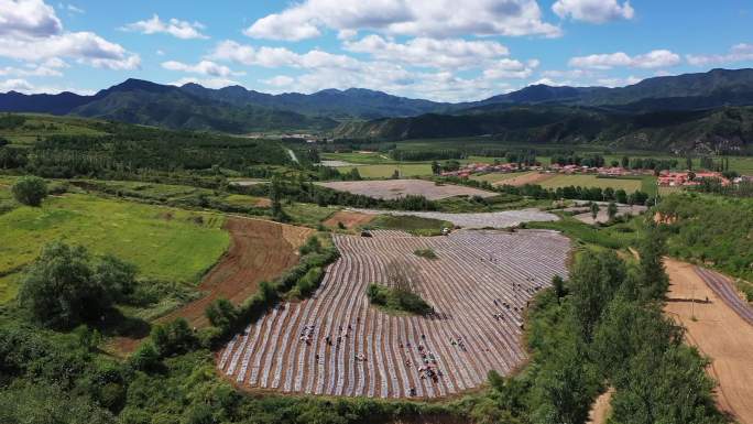 中药材种植基地乡村振兴主题