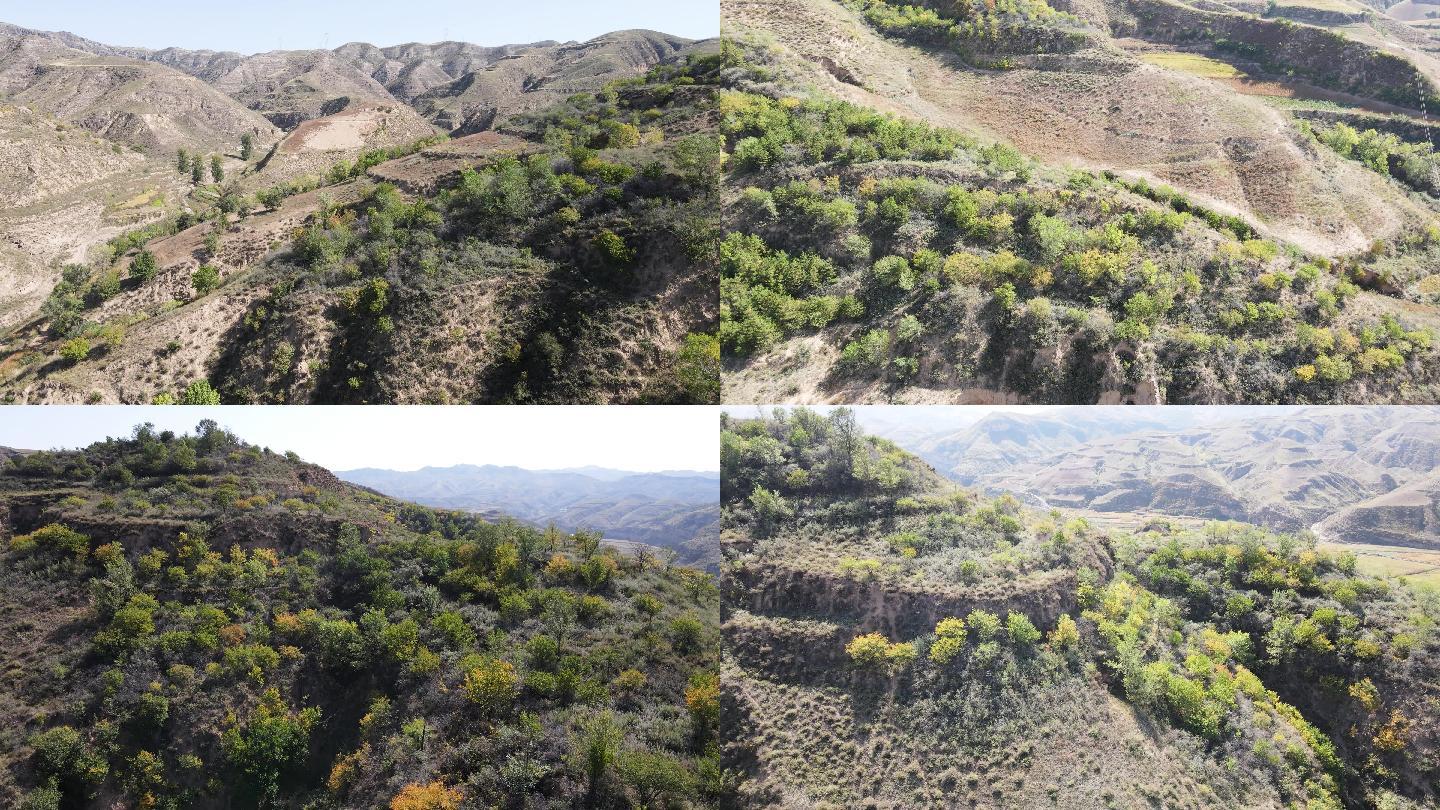 山西黄土高原退耕还林植树造林山坡绿化