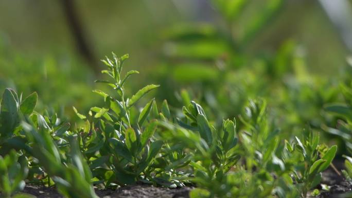 乡村振兴主题中药材种植基地