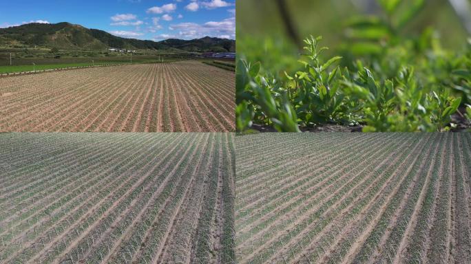 乡村振兴主题中药材种植基地